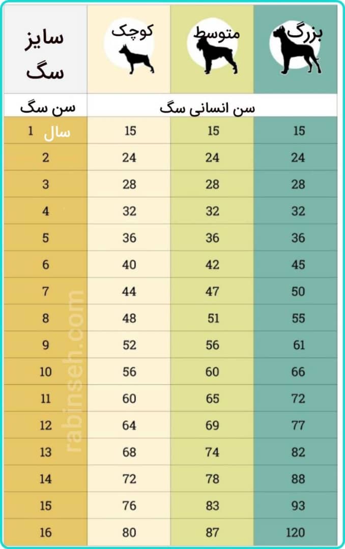 معادل سازی سن سگ با انسان