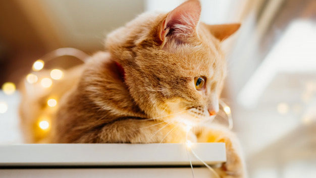 شخصیت شناسی گربه