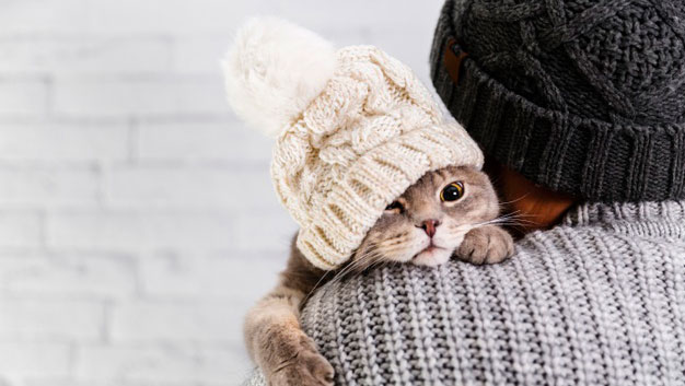 رفتارشناسی گربه