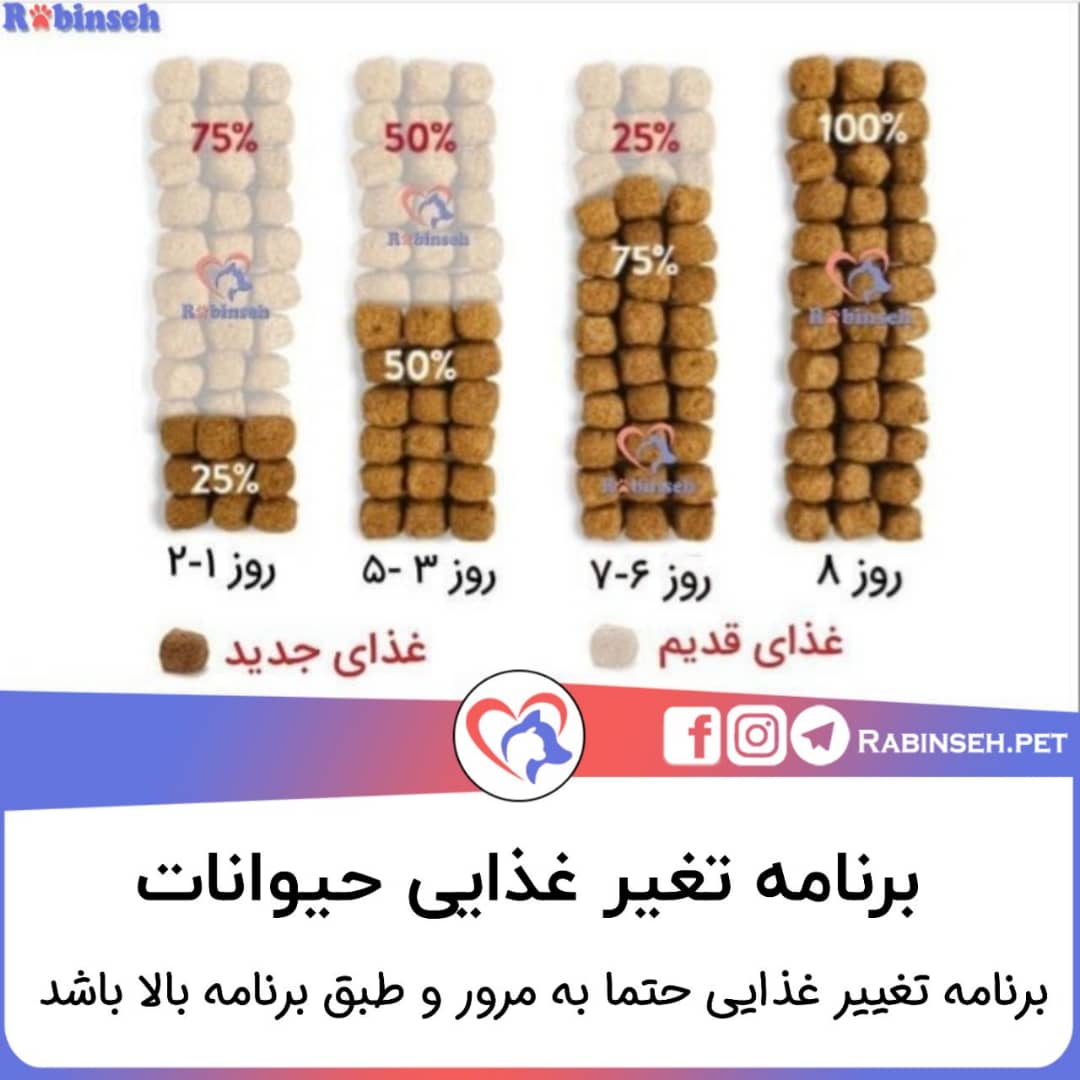 برنامه تغییر غذایی گربه و سگ