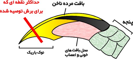 قسمت حساس ناخن گرفتن سگ