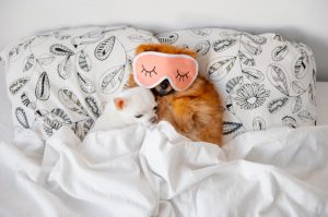 خواب زیاد سگ ها به چه دلیل است ؟