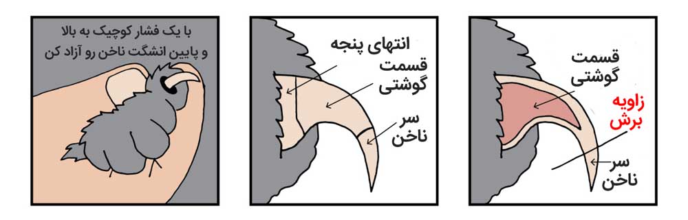 ناخن گرفتن سگ