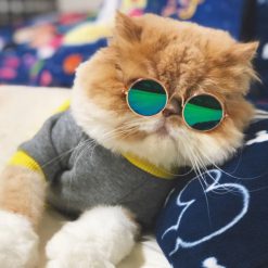 عینک گربه ( تزیینی )