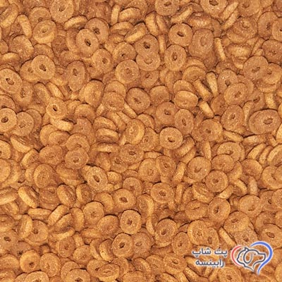 گربه بالغ