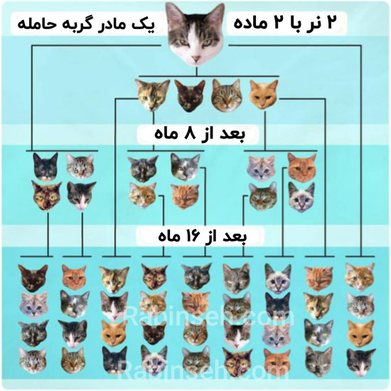 فواید عقیم سازی سگ و عقیم سازی گربه :