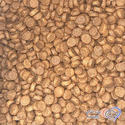 مونژه بچه گربه