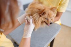 Dog Wound Care