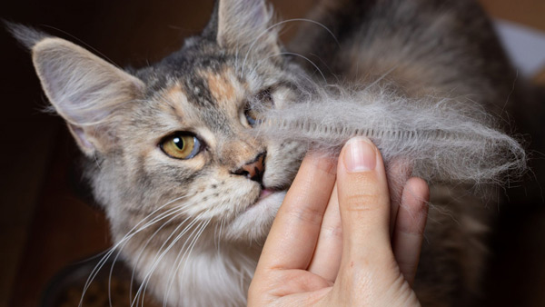 علت ریزش مو در گربه