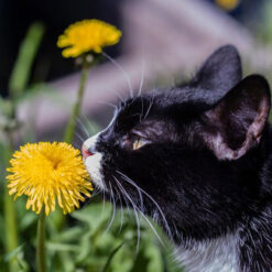 بذر علف گربه دودوتی مدل گل دندلیون 80 گرمی