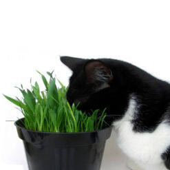 بذر-علف-کت-نیپ-گربه