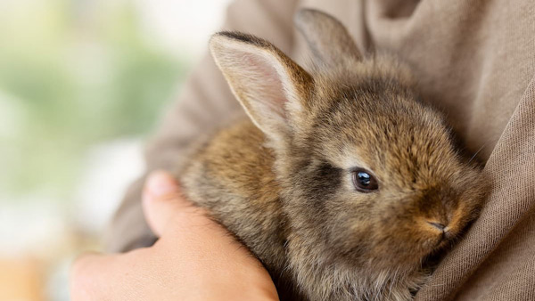 عقیم سازی خرگوش