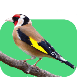 سهره