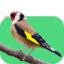 سهره