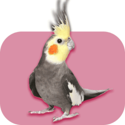عروس هلندی