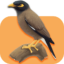 مرغ مینا