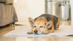 بی اشتهایی در سگ