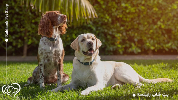 ریزش موی سگ