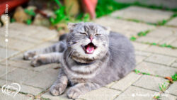 کلسی ویروس گربه