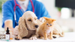 واکسیناسیون حیوانات