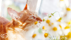 آلرژی در گربه