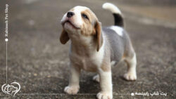 نگهداری از توله سگ