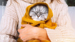 سرماخوردگی گربه