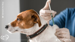 بیماری هاری