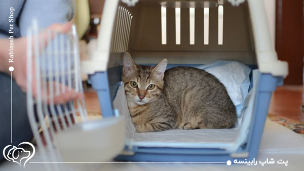 خرید باکس سگ و گربه