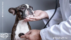 مشکلات تنفسی سگ