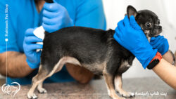 کیسه مقعدی سگ