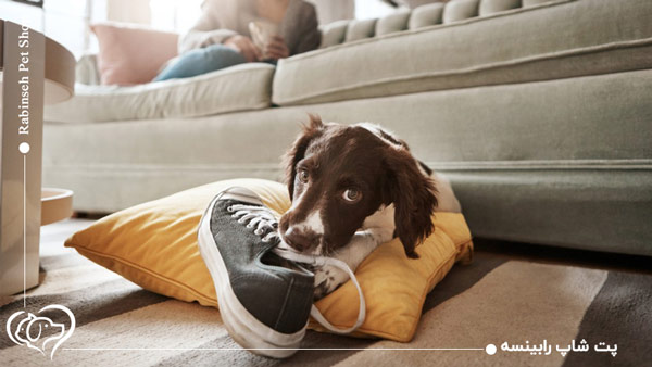 تربیت کردن سگ