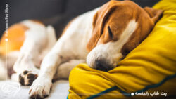 نارسایی کلیه در سگ