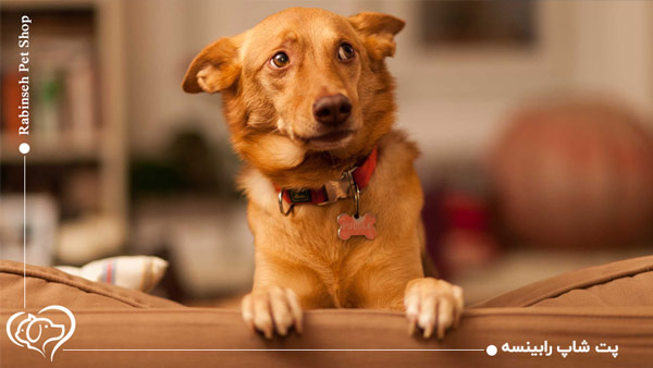 تنبیه کردن سگ