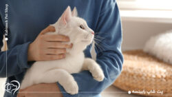 نگهداری از گربه سفید