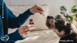 ویتامین D برای سگ و گربه