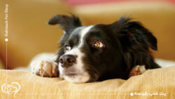 استرس در سگ