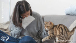 آلرژی به گربه