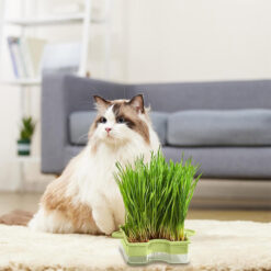 ظرف علف گربه و بذر علف گربه طرح پازل