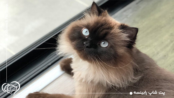 گربه هیمالین