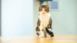 همه چیز درباره گربه‌ دی اس اچ (DSH) + نگهداری و مراقبت از این نژاد