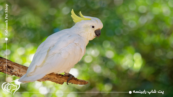 طوطی کاکادو