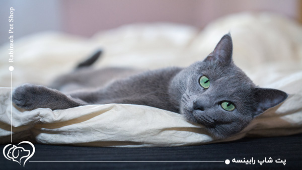 گربه راشن بلو