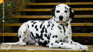 معرفی سگ دالمیشن + خرید سگ خالدار