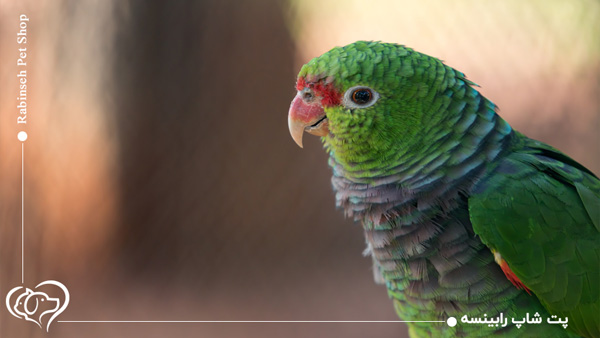 جوجه برزیلی