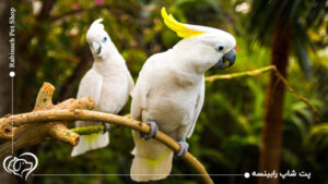نکات مهم برای خرید و نگهداری طوطی کاکادو + قیمت کاکادو سخنگو