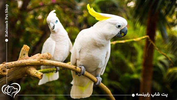 طوطی کاکادو