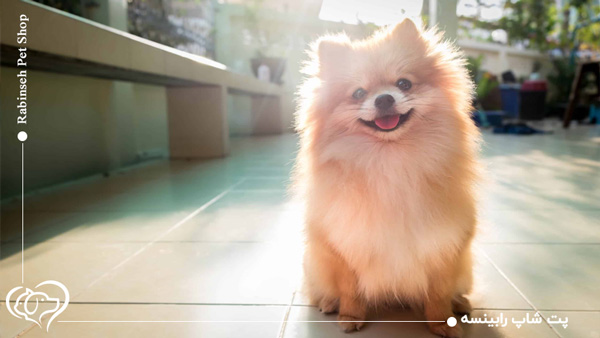 سگ پامرانین