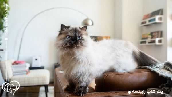 نگهداری از گربه هیمالین