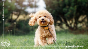 همه چیز درباره نگهداری سگ پول + نژاد پودل چقدر عمر میکند؟